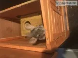 Tan baby chinchilla