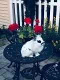 Adorable fluffy lionhead bunny for adoption.