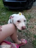 Free pit bull