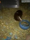 Female guinea pig