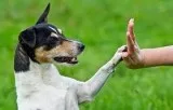 Show your pets some love