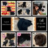 Puppy Labrador retrievers