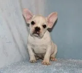 French Bulldog Puppy Boy (Wade)