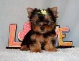 Micro Tiny Teacup Yorkie Puppy Girl (Tessa)