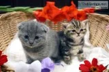 Scottish Fold kittens