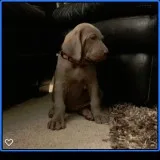Weimaraner Puppies