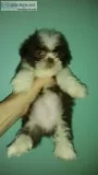 Shih tzu pups