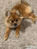 Pomeranian puppy