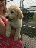Golden doodle poodle girl puppy