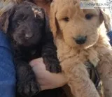 Adorable F1b Labradoodle puppies 5 weeks old