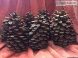 Beautiful pine cones