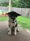 AKC Malamute
