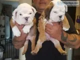 Healthy English french Bulldog for sale