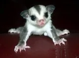 A Baby Male Standard Grey Sugar Glider