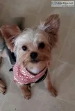 Yorkie