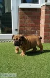 Adorable pup for a new home