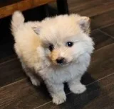 Lovely Pomeranian Puppies Needing Loving Homes.