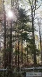 CAMP HUNT OR BUILD 30 ACRES