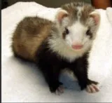 2 Female Marshall Ferrets 8 months old