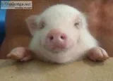Pot bellied piglets