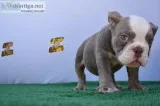 English Male Bulldog