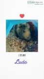 Youngbaby Guinea Pig can fit in your hand