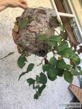 HORNETS Nest - JUST CUT DOWN