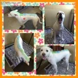 Dog grooming