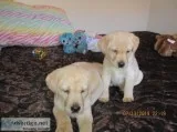 Yellow AKC Puppies