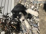 AKC Siberian husky puppies