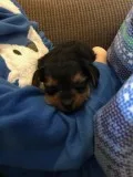 Yorkie puppies