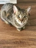 Free female cat