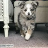 Cuddling Loving Puppy....
