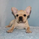 French Bulldog Puppy Boy (Vick)