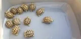 Freshly hatched baby Sulcata tortoises