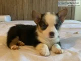 CKC and CKU Reg. Corgi Puppies ONLY TWO