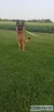 AKC German Shepherd