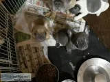 French Bulldog puppies