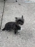 Yorky mix 3 yrs old