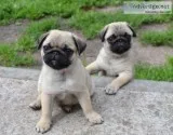 adorable pug puppies for rehoming.