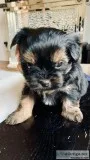 ADORABLE MORKIE PUPPIES (Only 3 Left)