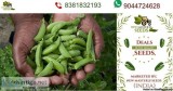New master ji Seeds Green Pea Pea Seeds Pea Arkel GS10