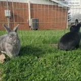 2 female spayed rabbits