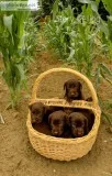 Labrador puppies