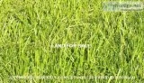 Land for Sale in Couva