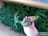 Healthy fully rooted clones