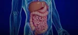 A healthy digestive tract
