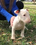 Playful Bull Terrier Puppies Looking For Caring Homes.