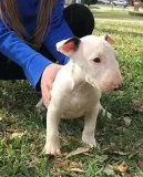 Playful Bull Terrier Puppies Looking For Caring Homes.
