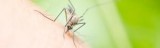 Mosquito Control and Treatment Services in Clarendon Hills